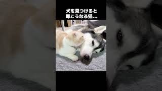 近くに犬を見つけると猫がこうなります... #犬と猫