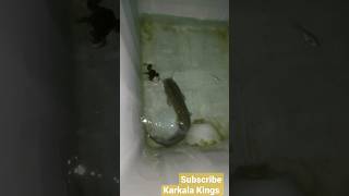 Feeding catfish frog | Spotted catfish | big size Catfish | mushi feeding | magur machli #catfish