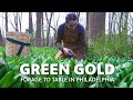 Green Gold: Foraging for Wild Ramps in Pennsylvania