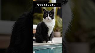 のら猫にインタビュー26 #aicat #猫 #猫のいる暮らし