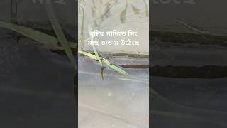 বৃষ্টির পানিতে শিং মাছ ডাঙায় উঠেছে