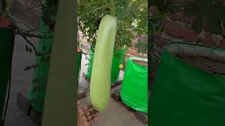Organic Bottle Gourd in my Terrace garden growing | #kiranskitchengarden