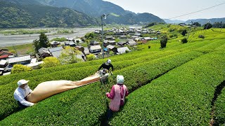 八十八夜　静岡県内、新茶摘採本格化【静岡新聞／アットエス】