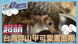 超萌！台灣穿山甲可愛畫面曝光　北市動物園：「潤喉糖」產後狀況良好－民視新聞