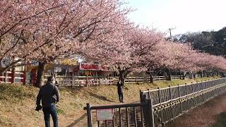 カワヅサクラ　小松ヶ池　２０１９年