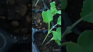 How to Grow Broccoli Seed#shorts #diy