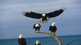 Bald Eagles of Alaska (HD 1080p)