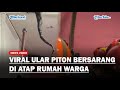 Viral Penemuan Ular Piton Berukuran Besar di Plafon Rumah di Malaysia