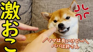 【かわいい】パパとママで露骨に態度を変える柴犬