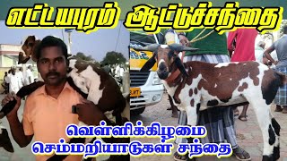 Ettayapuram Friday sheep market / குறைந்த விலை வளர்ப்பு குட்டிகள்.