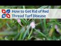 How to Get Rid of Red Thread Lawn Disease | DoMyOwn.com