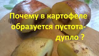 Почему внутри картофеля пустота, дупло?