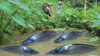 Meet giant fish in a long abandoned pond. used their fish catching skills.catch many giant fish (p1)