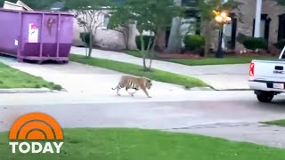 Tiger Spotted Roaming Houston Neighborhood | TODAY