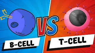 B Cells Vs T Cells B Lymphocytes Vs T Lymphocytes A Doovi