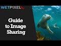 An Underwater Photographer's Guide to Sharing Images