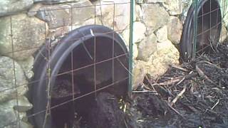 Beaver Clogging a Culvert Outflow