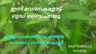 വാതം കൊല്ലി #VATHAM KOLLI MEDICINAL PLANTE