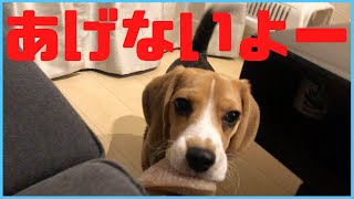 馬の蹄を見せびらかして回る子犬【ビーグル🐶セブ】