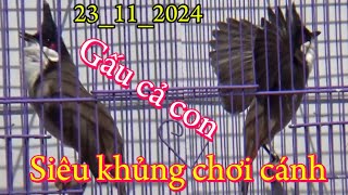 Bổi Bộ Khủng Chơi Cánh Mãn Nhãn Đấu Lắc Giật/ Tuyển Chọn Chào Mào Bổi Tố Chất Chiến Binh