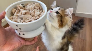 初めてお肉を食べた子猫が可愛すぎました、、