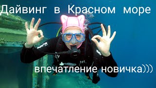 Дайвинг в Красном море. Впечатление новичка. Отдых и Жизнь в Израиле