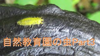 caution※insect虫に注意※初夏の自然教育園PART3 #昆虫すごいぜ