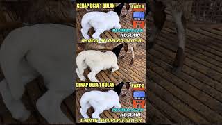 sukses ternak domba dorper sheep hasilkan cemple domba super super #sobokandang #cempe