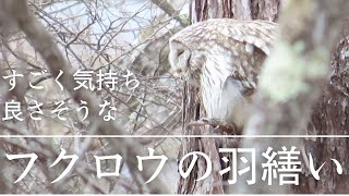 【野鳥観察】フクロウの羽繕い