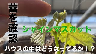 「ぶどうの作業」ハウスの中はどうなってる！？シャインマスカット芽が出ました！