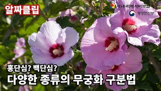 [알짜클립] 다양한 종류의 무궁화 구분법 | 무궁화의 모든 것