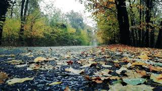 Rainy autumn streets