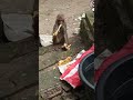 চাওক বান্ধৰে কঠাল কেনেকৈ খাই আছে monkey eating কঠাল