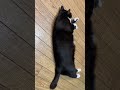 つんつんまちのハチワレ猫🐱tuxedo catざきお【猫動画】