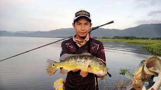 Casting Peacock Bass Timah Tasoh Perlis Santai2 Jom Layan