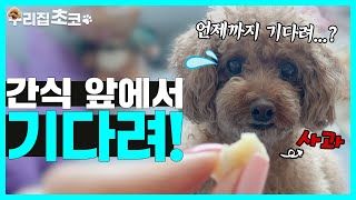 📢먹어 소리에만 반응하는 강아지 (Feat. 간식 앞에서 기다려)  [우리집 초코🐾]