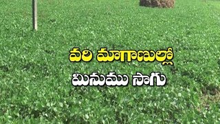 వరి మాగాణుల్లో మినుము సాగు | Safety Rice Crop Cultivation by Agriculture Scientist | AP24x7