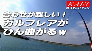 出勤前釣行　ガルフレアが曲がった！　しかし合わせが本当難しい(-ω-)