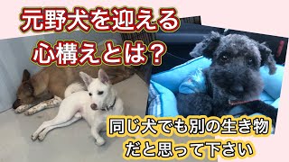 愛玩犬と元野犬は別の生き物！？元野犬を迎えられる飼い主の資質とは？