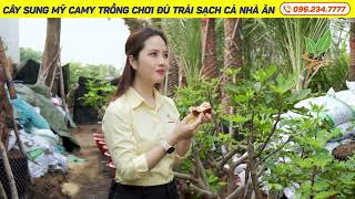 Cây Sung Mỹ Camy trồng chơi đủ trái sạch đủ cho cả nhà | Nhà Vườn Khánh Võ