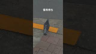 慎重な鳩ぽっぽ　#shorts #pigeon #ハト