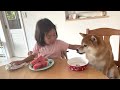 柴犬と５歳娘がスイカを食べる時はこうなりますw