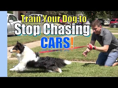Train your Dog to STOP CHASING & LUNGING at CARS: Where to Start Train your Dog to STOP CHASING & LUNGING at CARS: Where to Start