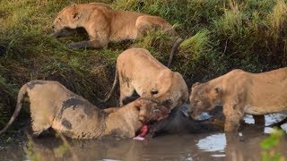 Hyenas Trying to Steal Food From Lions