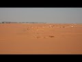 cargo train in desert saudi arabia