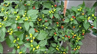 Harvesting Peppers From My Small Kitchen Garden