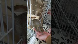 グーたん1 #shorts #degu #デグー #グーたん