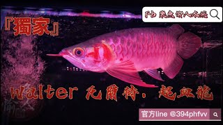 『樂魚愉人水族』獨家-Walter瓦爾特．超血龍  台南坤甸獨家 龍魚專賣