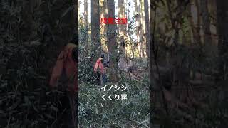 #有害鳥獣駆除  #イノシシ #狩猟 #猪猟 #shorts #hunting #wildboar