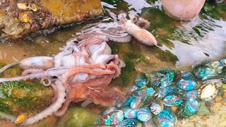 【English sub】小章赶海，八爪鱼一窝一窝的，鲍鱼直接爆桶，海鳗四处乱窜！#abalone#eel#octopus